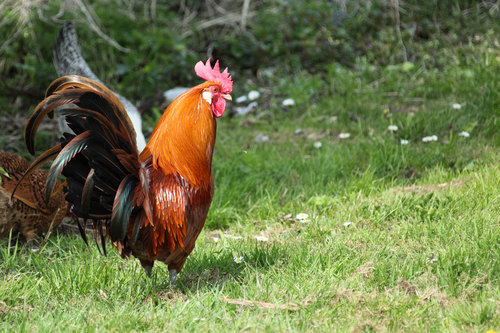 Galo na grama