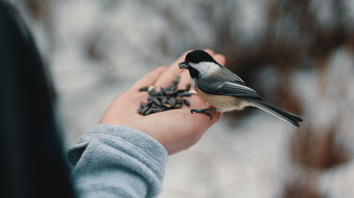 Птица в руке