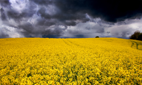 Yellow canola field