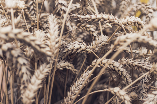 Ripe wheat field