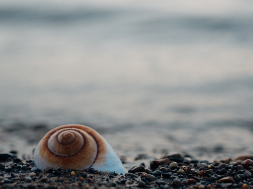 Snail shell on pebbles
