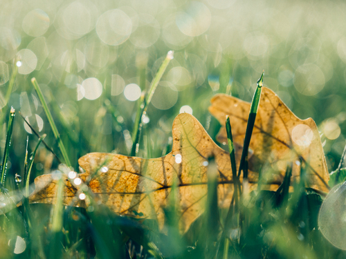 Amarela folha na grama