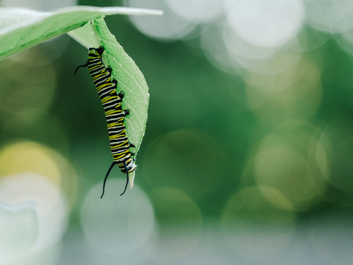 Monarch caterpillar