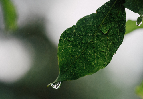 Dew droplets on leaf
