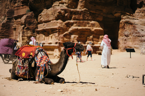 Sessão de camelo
