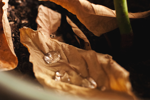 Suché listí s kapkami vody