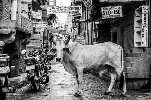 Vaca na rua