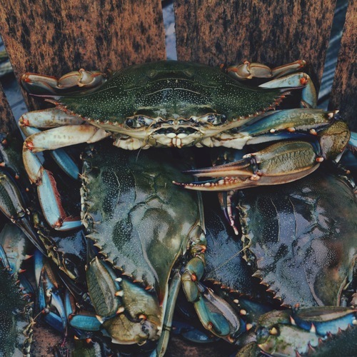 Crabes dans une casserole