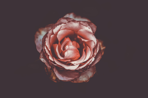 Pink rose isolated on dark background