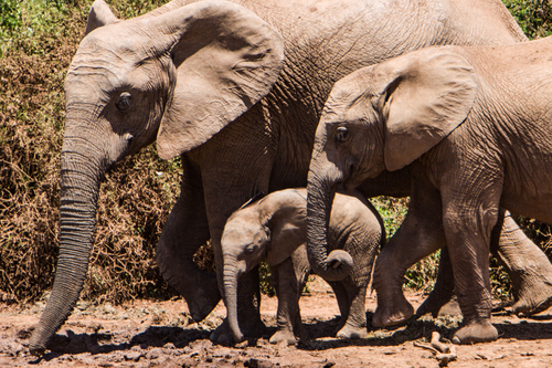 Família de elefante