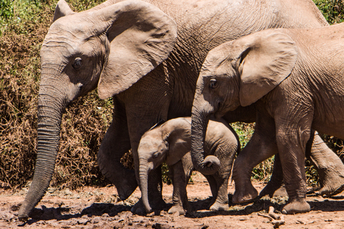 Elefant familj