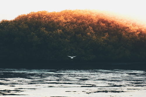 Uccello bianco volando sopra il mare