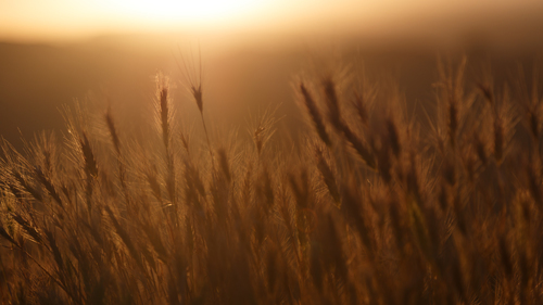 Zlaté pšeničné pole