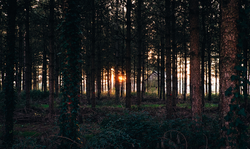 Donker bos met zonsondergang