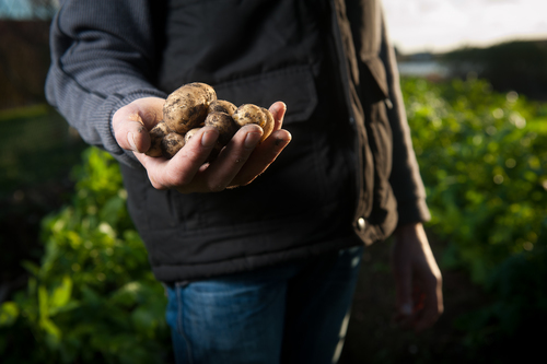 Hand holding potatoes