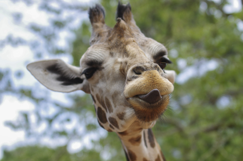 Giraffe tong uitsteekt