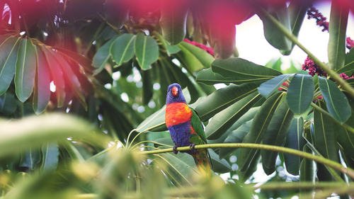 Kleurrijke parrot