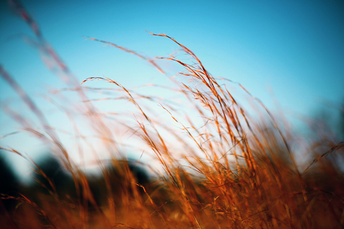 Field grass against the blue sky