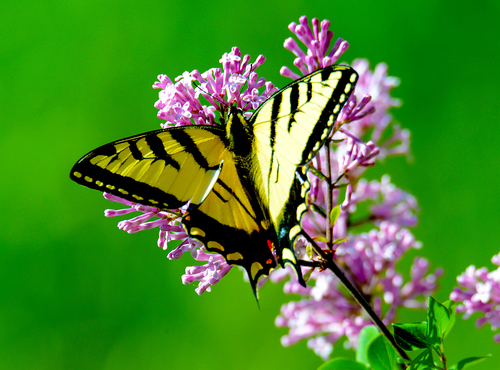 Papillon sur la fleur