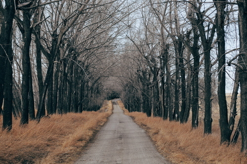 Estrada com a linha da árvore no outono