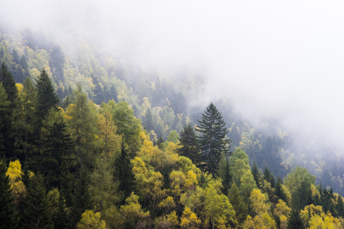 Forêt de montagne dans le brouillard