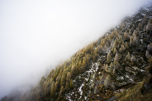 Bosque de pinos en la niebla