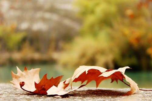 Suchý podzimní list