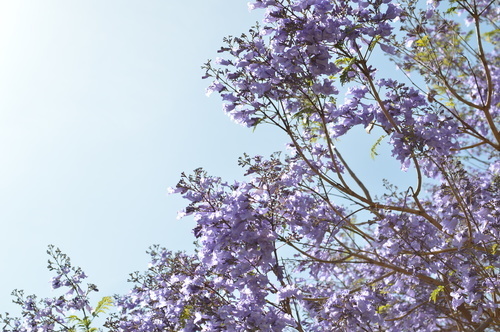 Fialový strom květin