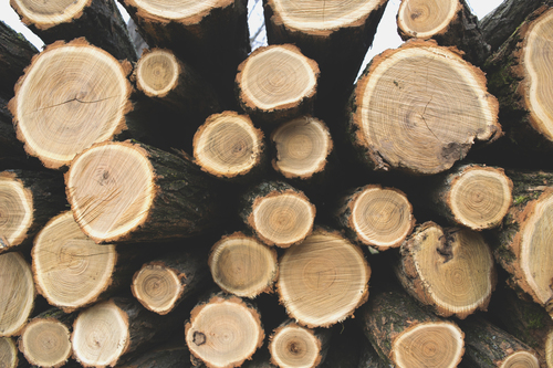 Montón de troncos de madera