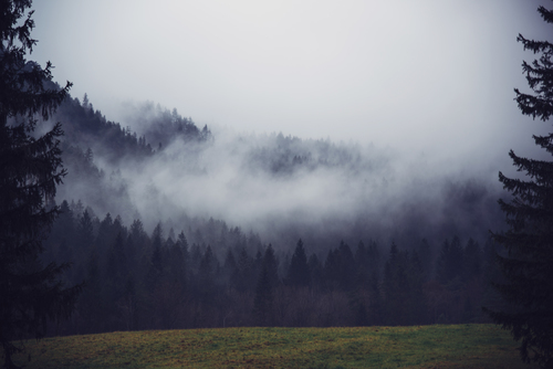 Туман над деревьями