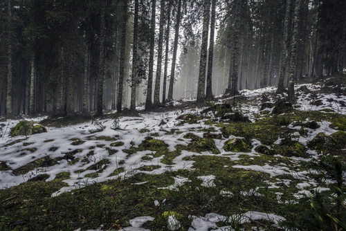 La neve primaverile si scioglie nella foresta