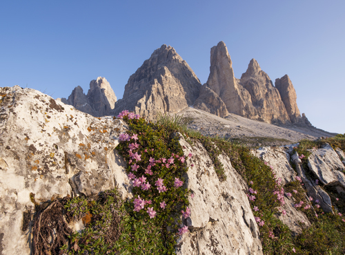 Flores silvestres en piedra