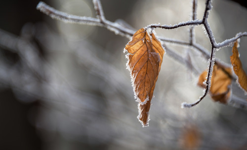 Frost on the dried leaves
