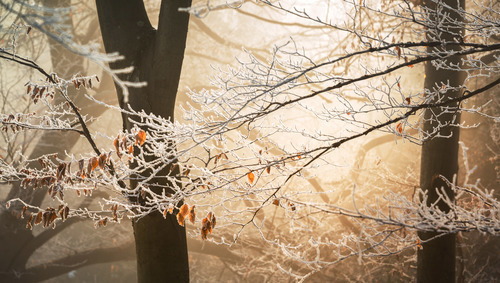 Morgon frost på träden