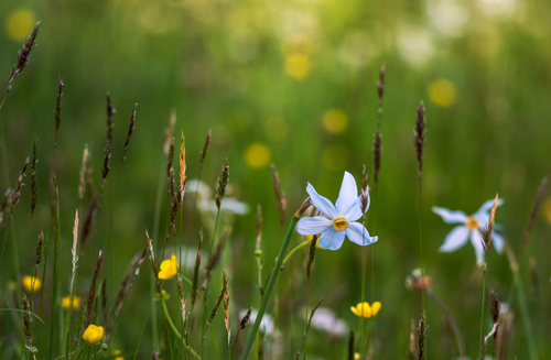 Field flowers in spring