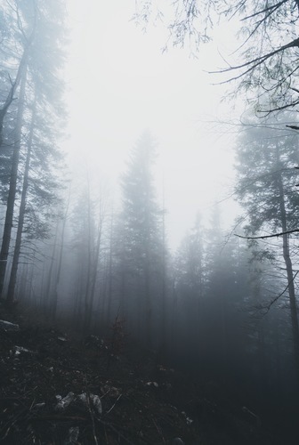 Дерева в туман