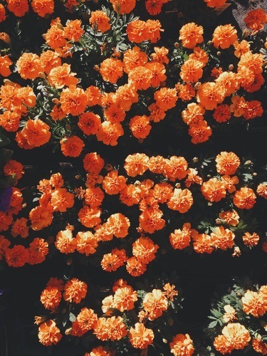 Oranžové květiny