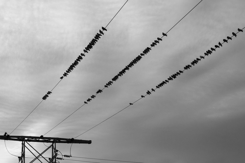 Pájaros en los cables