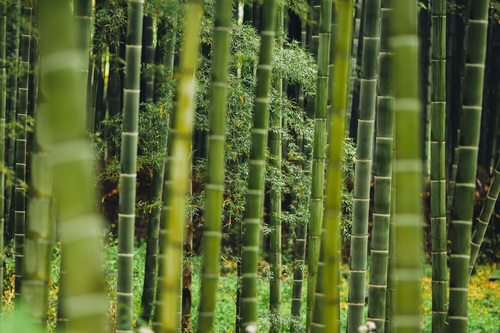 Árvores de bambu