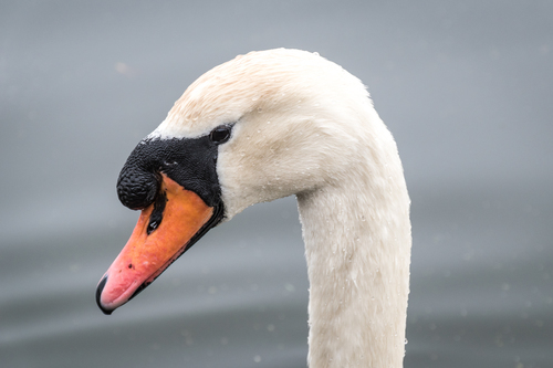 Swan huvud