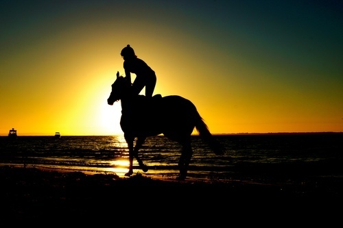 Cavalo e o cavaleiro