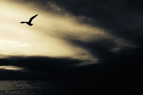 Seagull on the flight