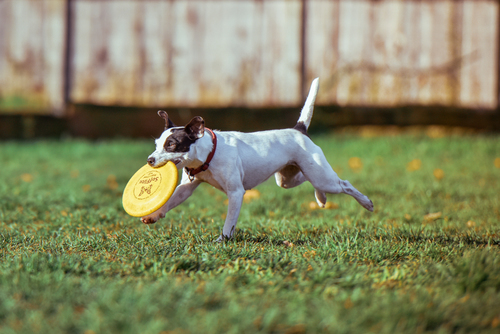 Câine cu un frisbee