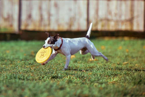 Dog with a frisbee