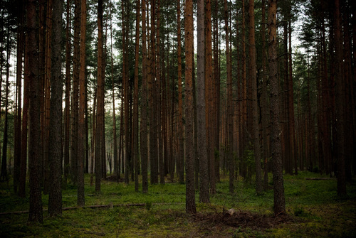 Skogen med tunna träd