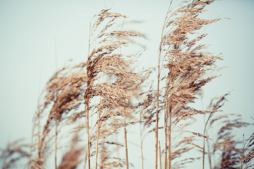 Wheat grass close up