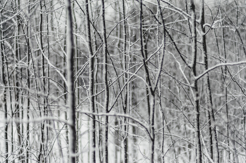 Tenké stromy v zimě
