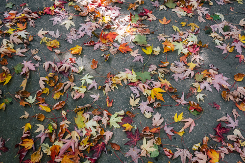Fogli di autunno sul pavimento