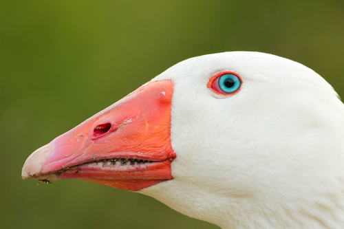 Goose huvud