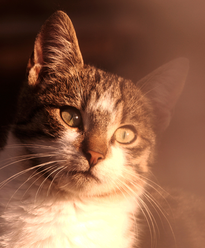 Brown and white cat